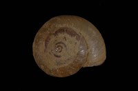 藏品(高雄球蝸牛)的圖片